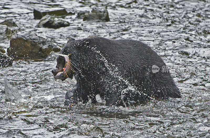 美国黑熊(Ursus americanus)，在阿拉斯加的凯克。在河里钓鲑鱼。Kupreanof岛。